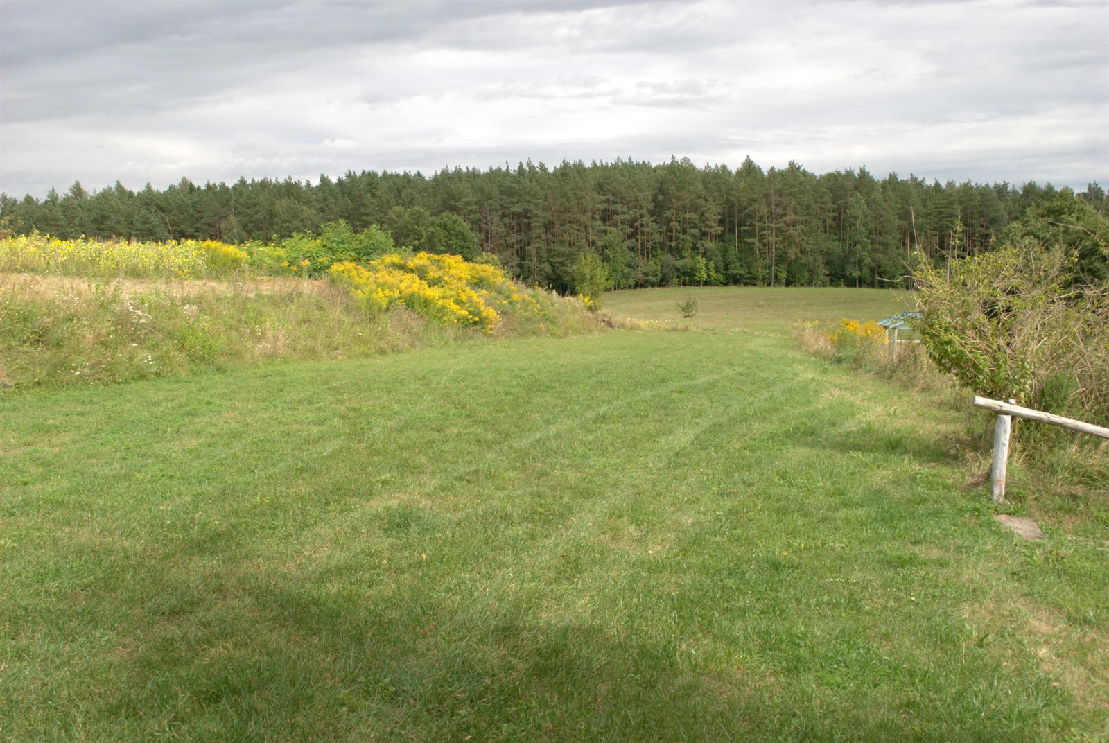 Eine weite gemähte Wiese mit einer Fahrspur zum Kiefernwald, links ein Streifen Goldrute.